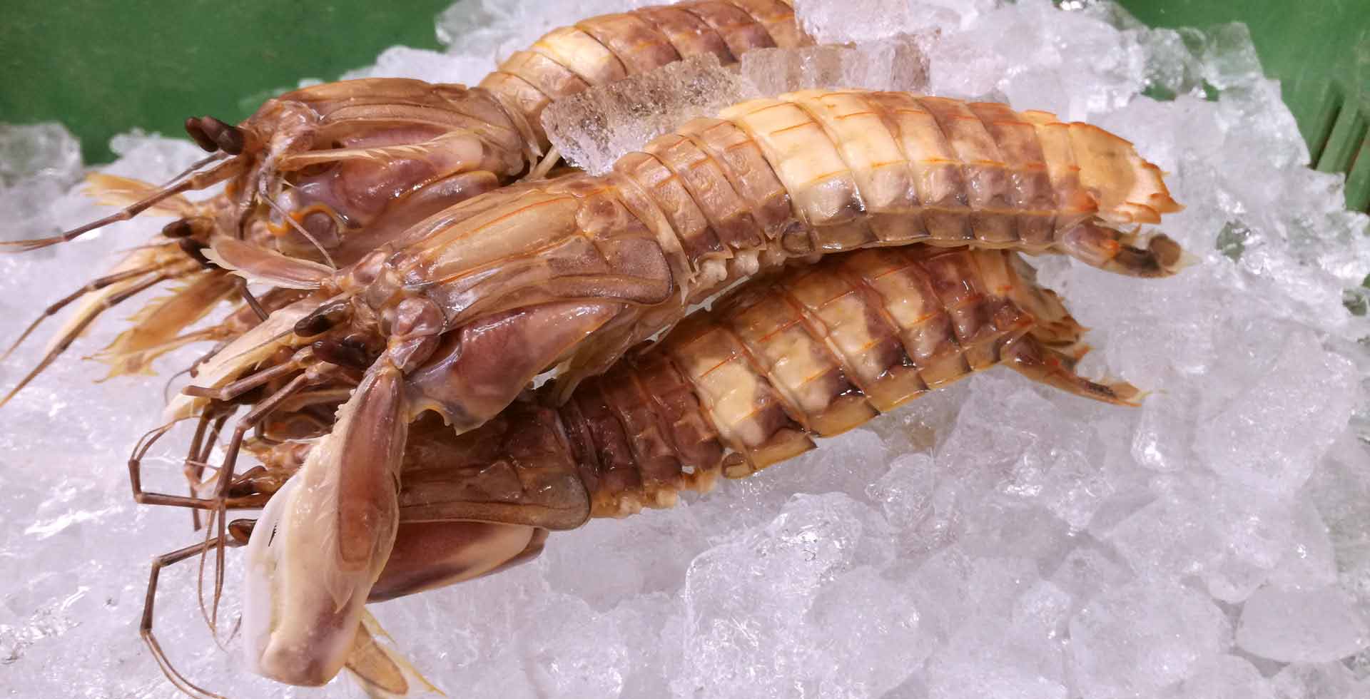 北海道小樽：小樽産蝦蛄しゃこ
