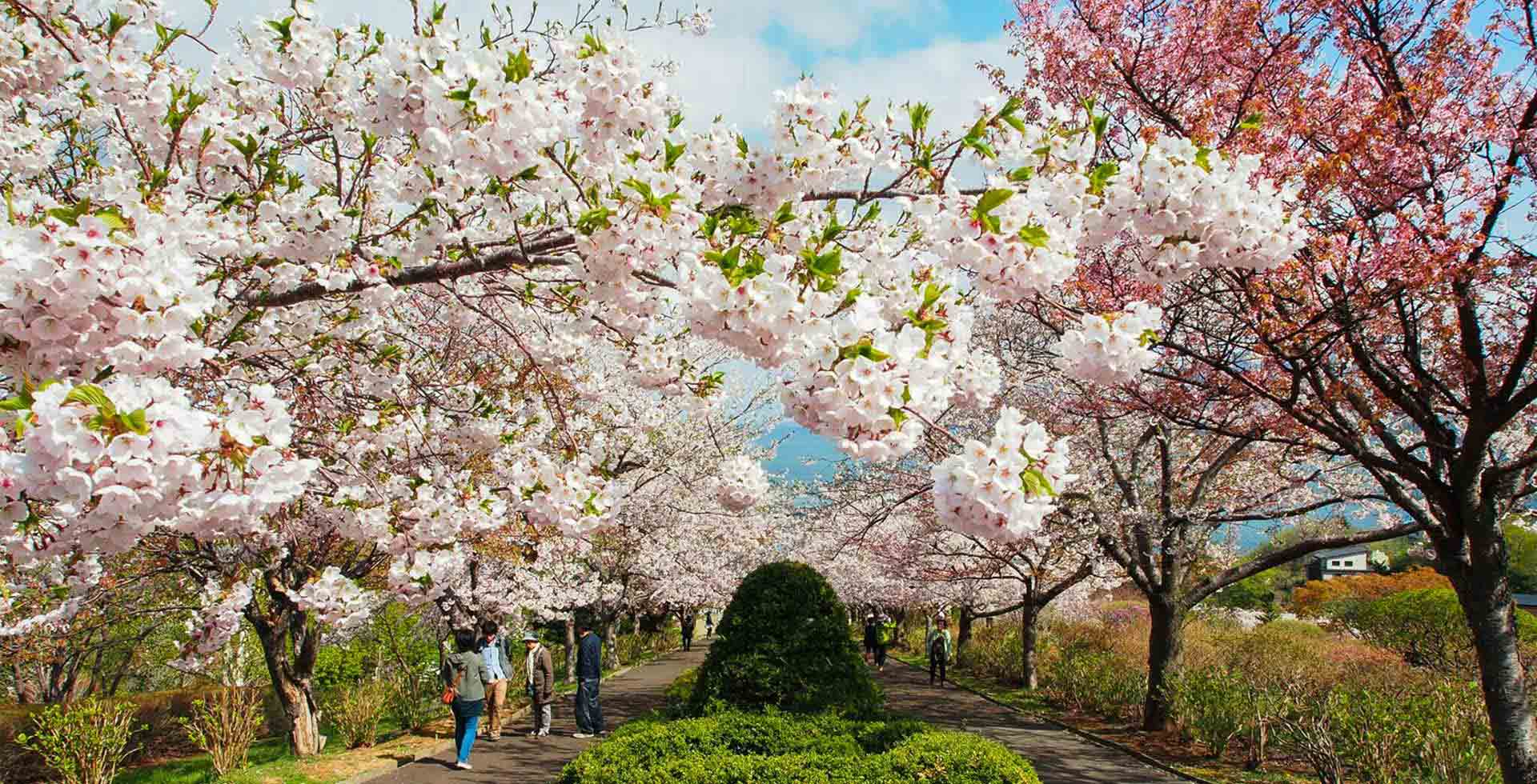 北海道小樽：桜咲く手宮公園