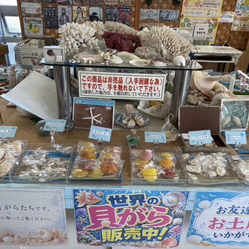 「シェルプラザ・港」店内に展示されたサンゴや「ヒオウギ貝」などの様々な貝殻と、中央に掲げられた「非売品」の注意書き