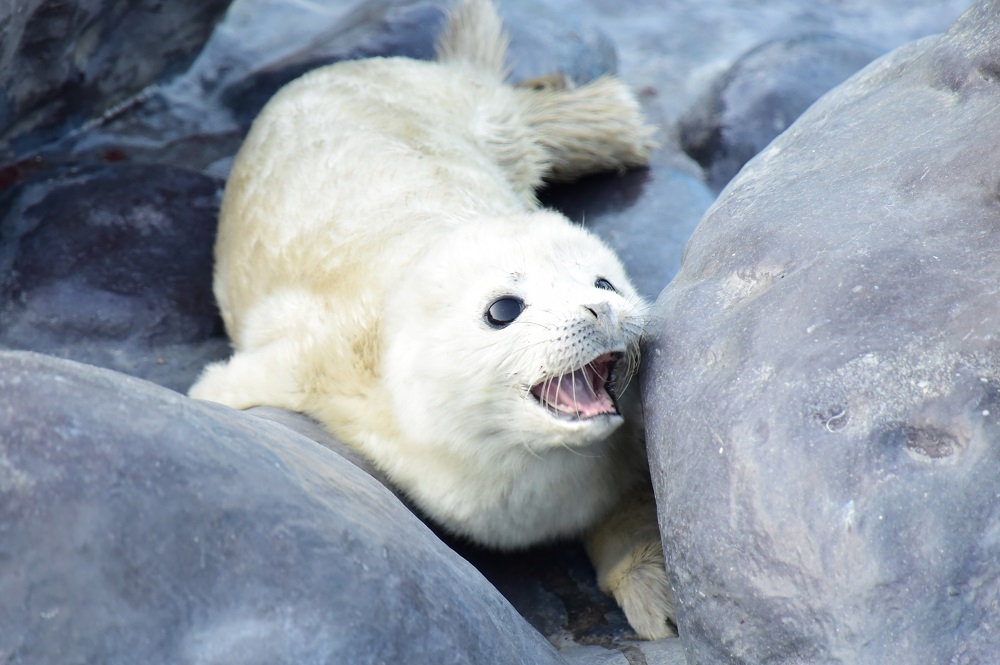 おたる水族館…ゴマフアザラシの赤ちゃん2頭目誕生(3/29)