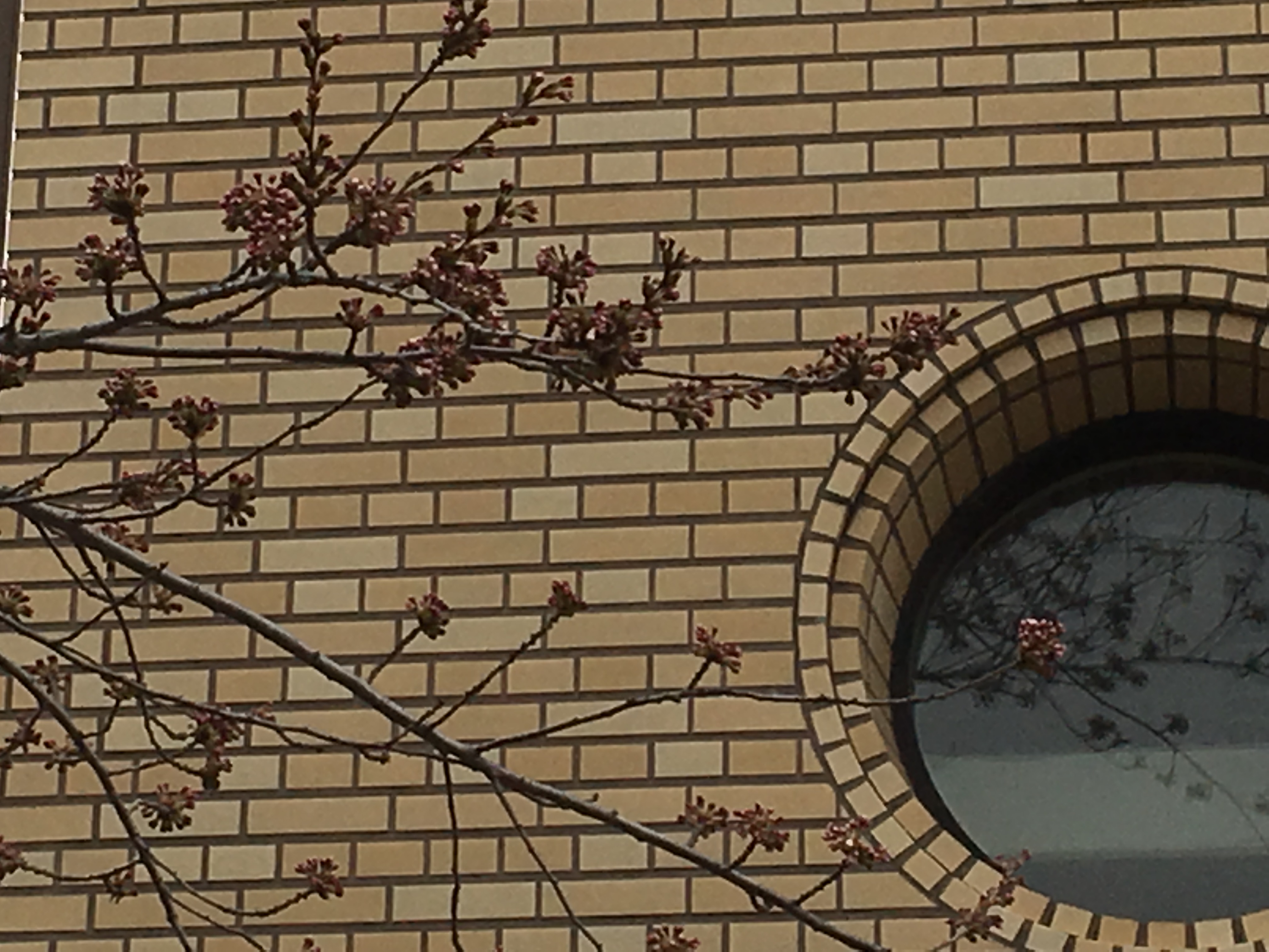 「小樽警察署」…さくら情報(4/26) 小樽観光協会公式サイト「おたるぽーたる」:北海道小樽へようこそ!