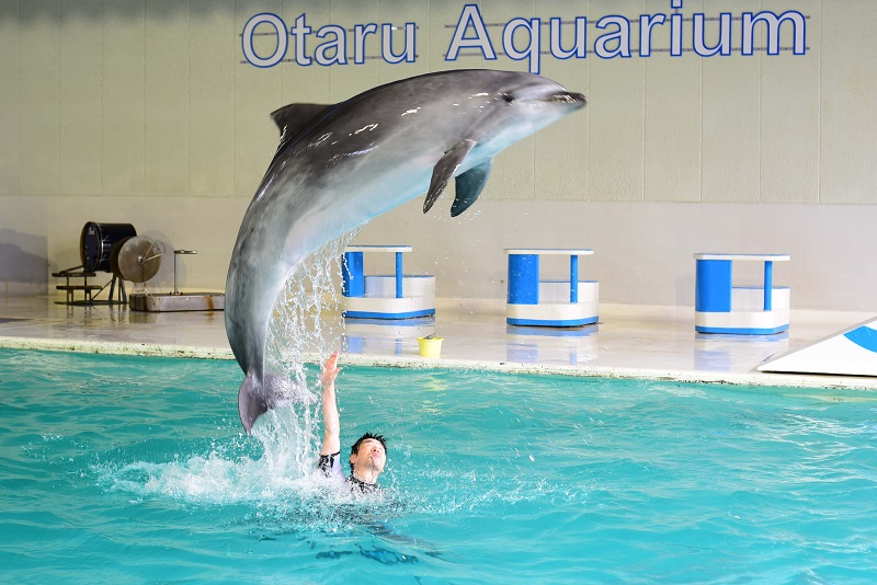 おたる水族館 小樽観光協会公式サイト おたるぽーたる 北海道小樽へようこそ